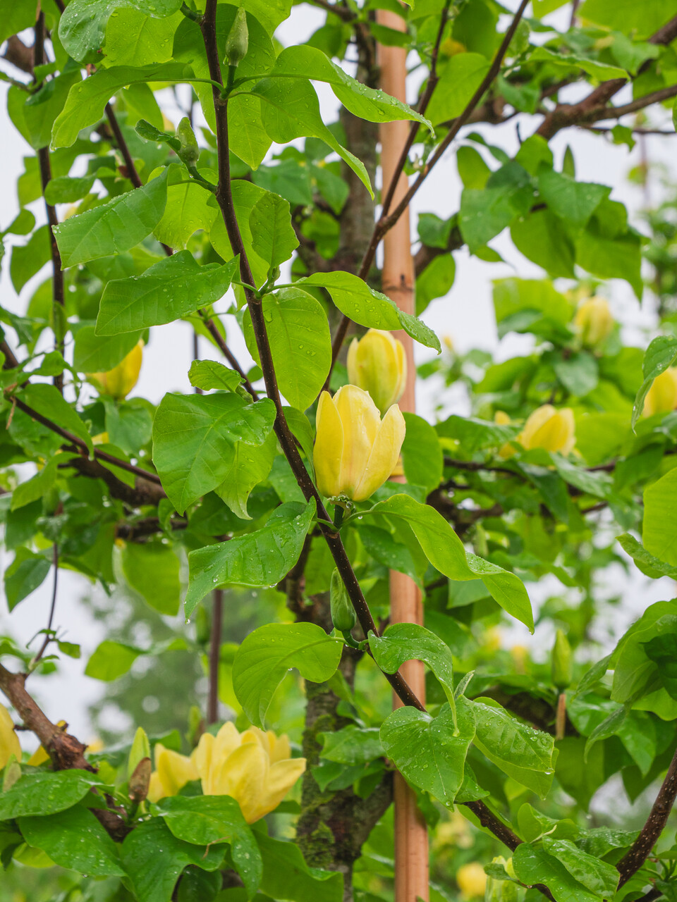 Magnolia ×brooklynensis 'Yellow Bird' | Magnolia ×brooklynensis